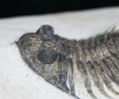 Treveropyge Maura (Heliopyge) Trilobite - Great Eyes #9535-2